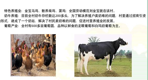 Chickens_cows